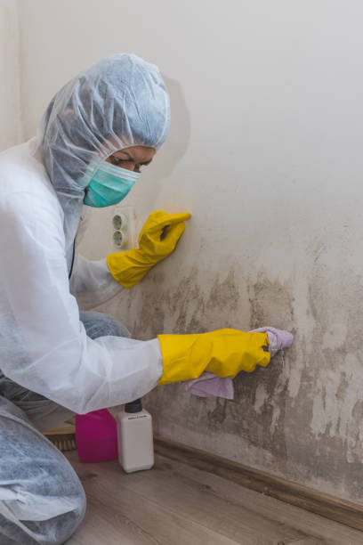 Best Mold-Related Health Consultation  in Marbleton, WY